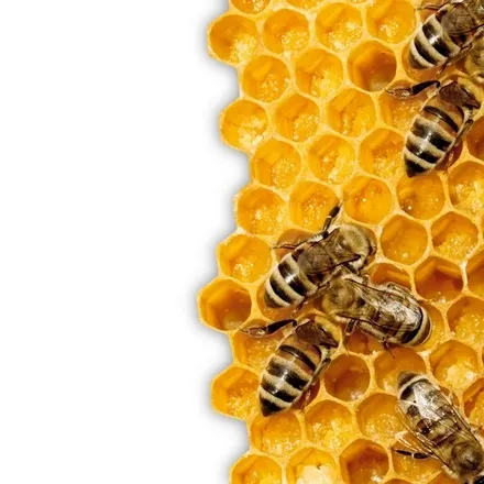 Honeybees at work on a sheet of honeycomb filled with golden honey, the comb torn away at the left against white.