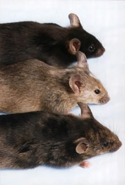 Three mice stacked one above another, all looking towards the camera.