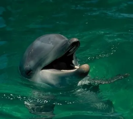 A dolphin at the surface of green water with its mouth open.