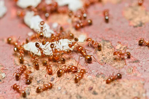 A mass of fire ants working together over food on a pale surface.