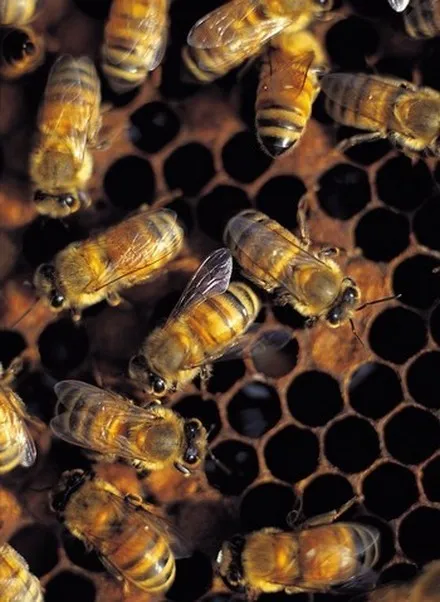 Honeybees at work across the cells of a honeycomb.