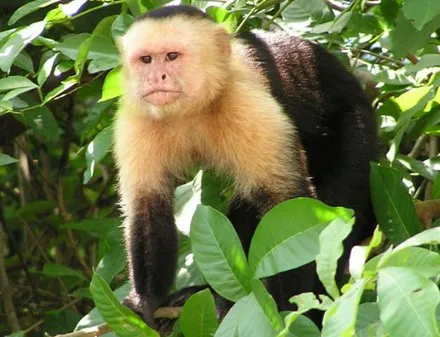 A capuchin monkey among green foliage, looking towards the camera.