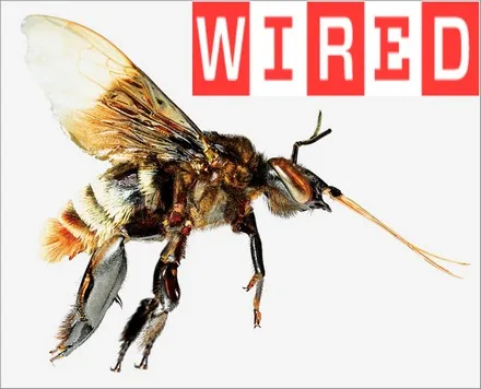 A bumblebee in flight beside the Wired magazine logo.